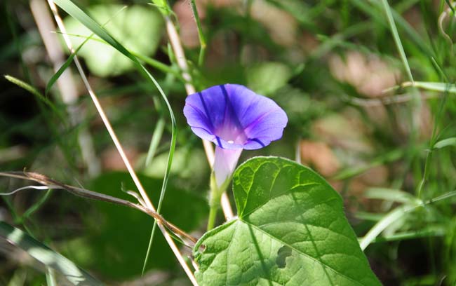 Ipomoea hederacea, Ivyleaf Morning-glory, Southwest Desert Flora